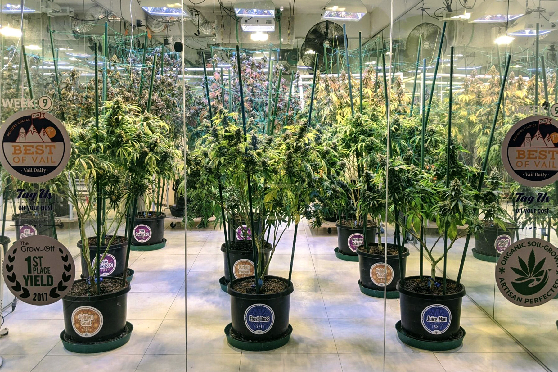 High Country Healing Vail Cannabis Grow Room