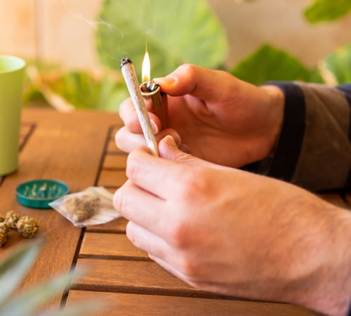 Man lighting cannabis joint on a table with marijuana buds and plants