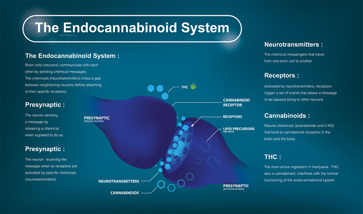 Illustration depicting the endocannabinoid system and affects the human body and brain.