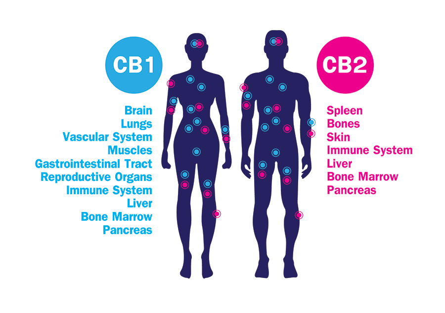 Illustration of human endocannabinoid CB1 and CB2 Receptors