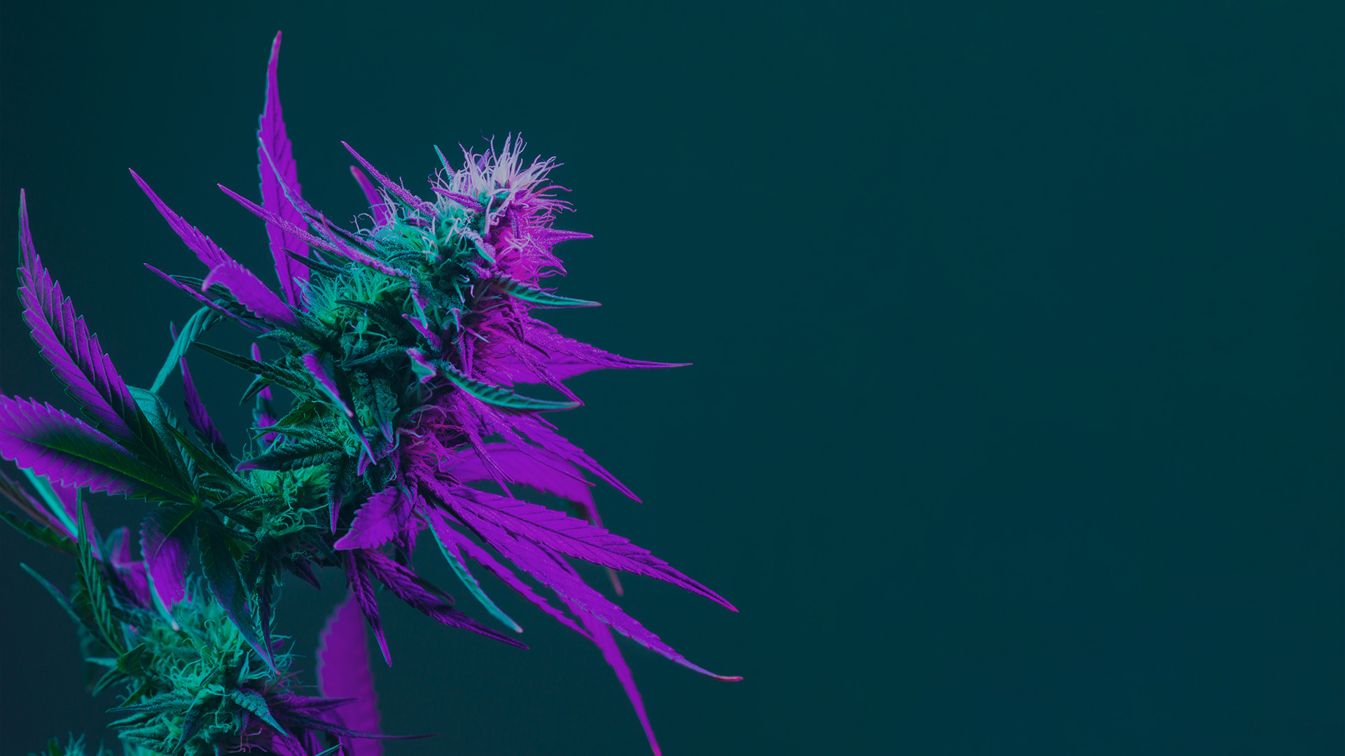 Cannabis Sativa Strain with Purple and green Lighting on a dark turquoise green background