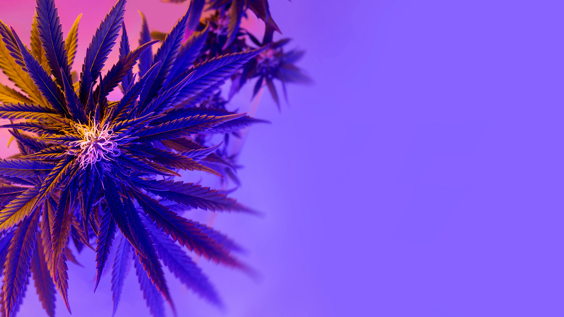 Cannabis Indica Strain with Purple And pink Lighting