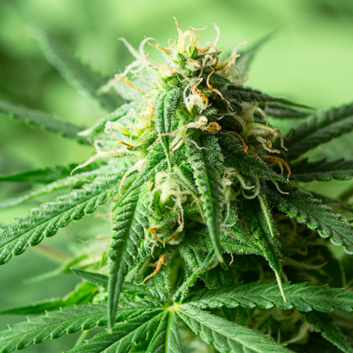 Up close shot of Cannabis Indica Strain