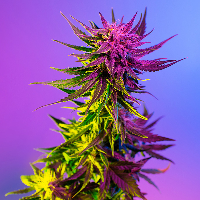 Cannabis Sativa Strain on a Purple and pink background