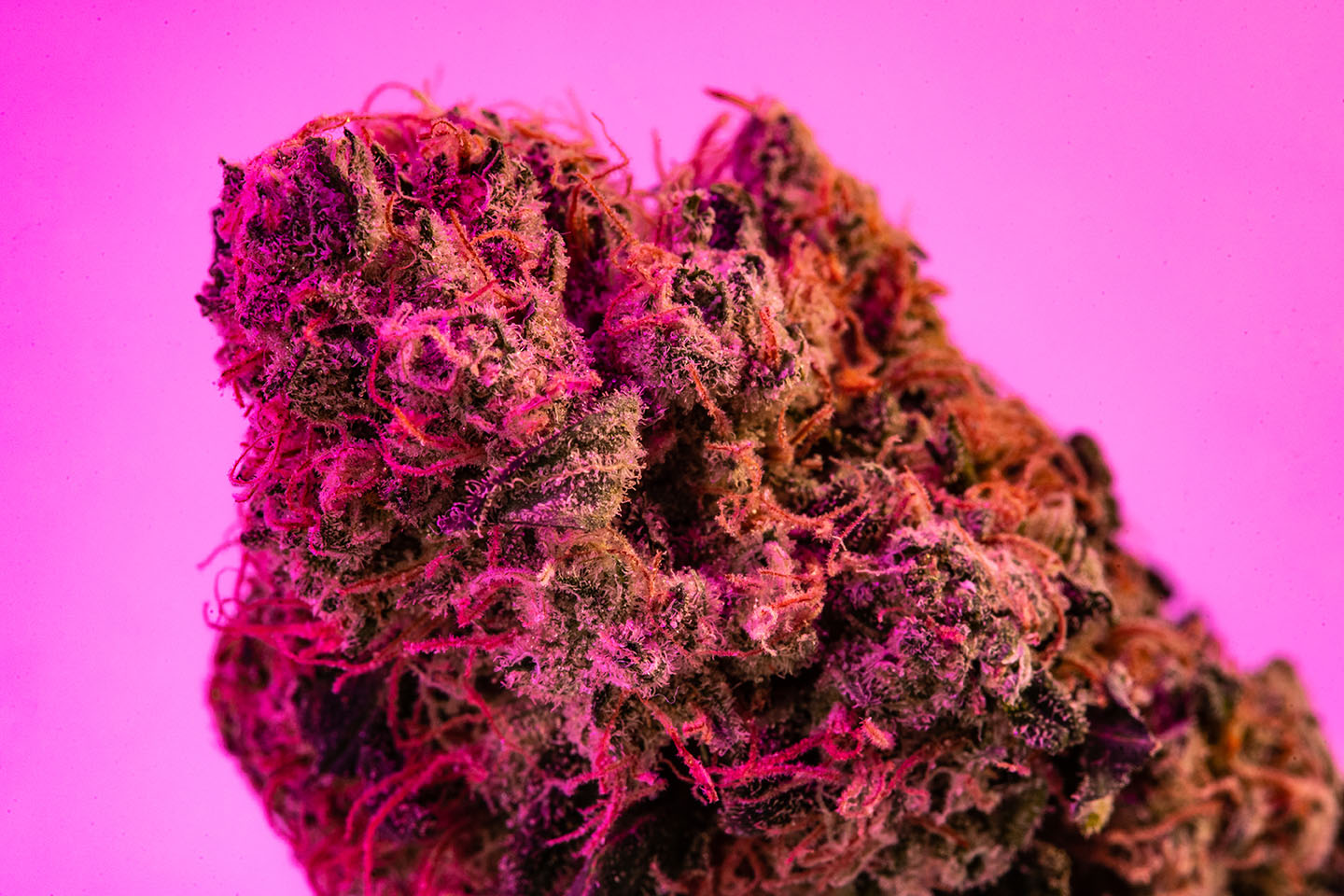 Cannabis Flower - Hybrid Strain with a pink light overlay