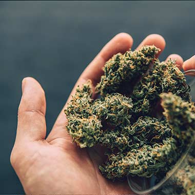 cannabis flower being poured into hand