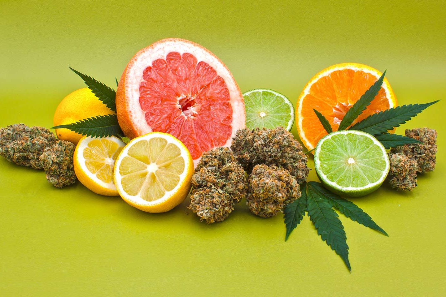 Cannabis Flower, Cannabis Leaves, Half a grapefruit, lemon cut in half, lime cut in half and a half an orange on a light green background