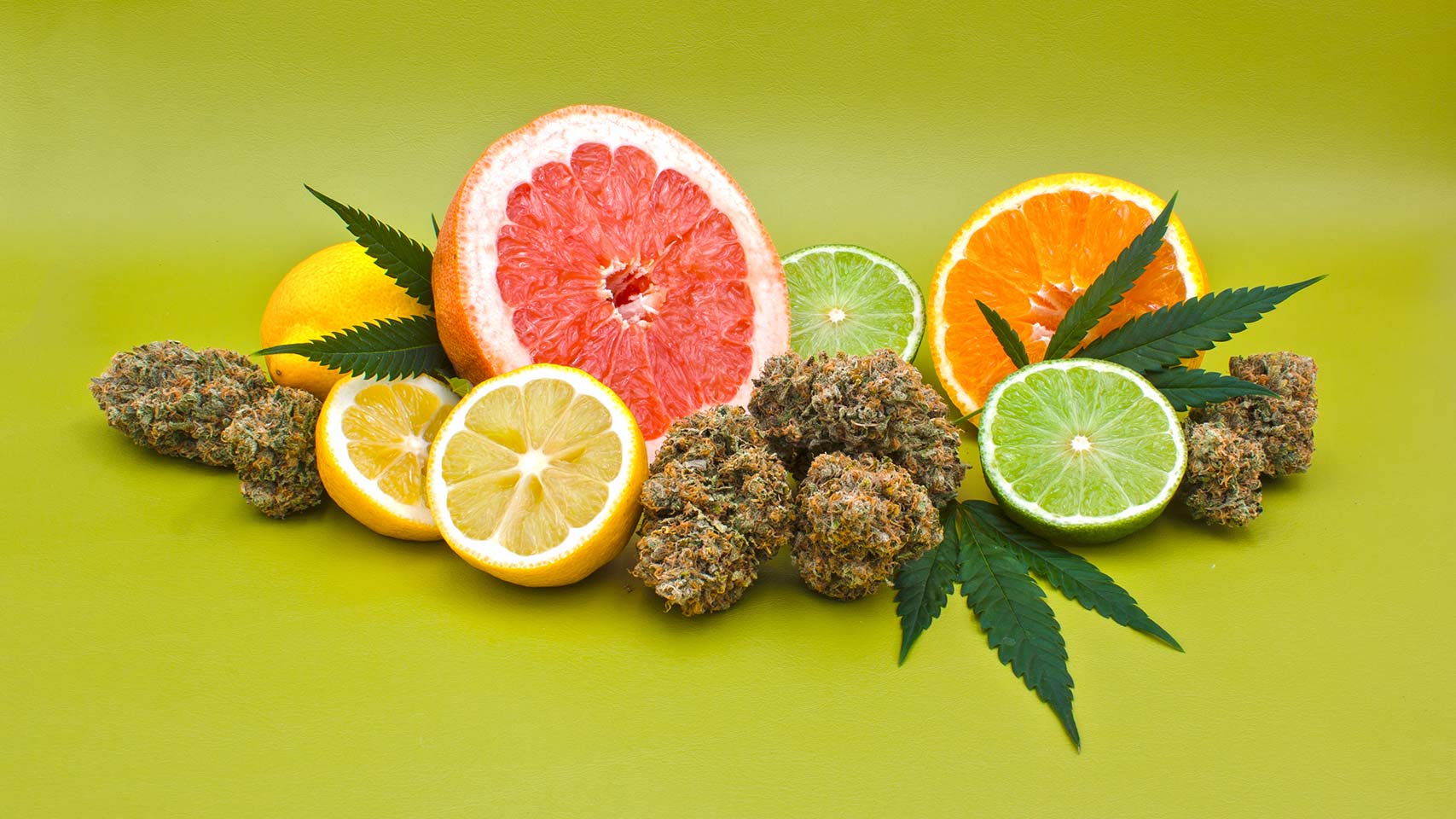 Cannabis Flower, Cannabis Leaves, Half a grapefruit, lemon cut in half, lime cut in half and a half an orange on a light green background