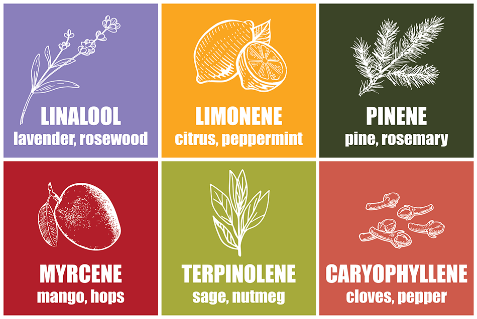 Terpene Chart featuring Linalool (lavender, rosewood), Limonene (citrus, peppermint), Pinene (pine, rosemary), Myrcene (mango, hops), Terpinolene (sage, nutmeg), Caryophyllene (cloves, pepper)