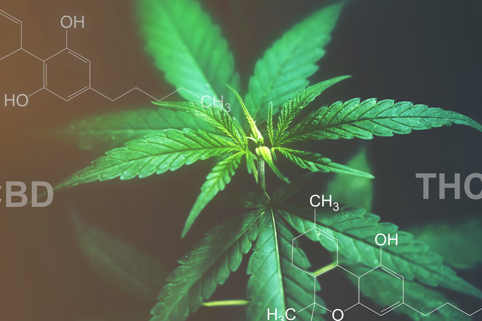 visualization of cannabinoids: CBD & THC compounds over a cannabis plant