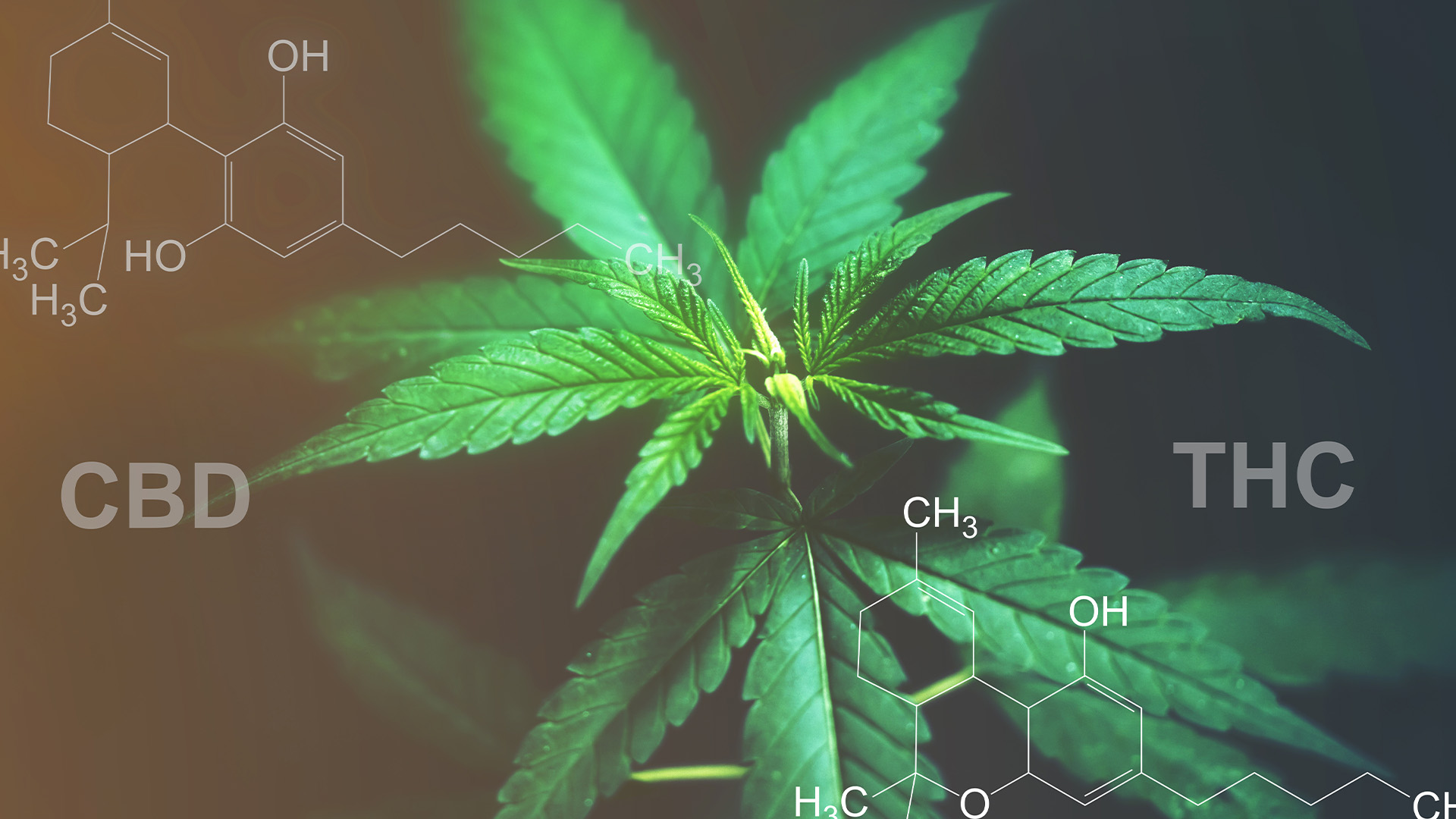 visualization of cannabinoids: CBD & THC compounds over a cannabis plant