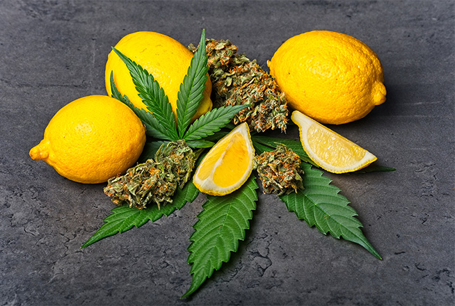 visualization of terpenes: Lemons and cannabis flower buds sitting on a marijuana leaf